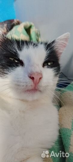 Мурмурмуррака