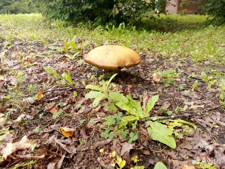 Принимаю заказы на грибы