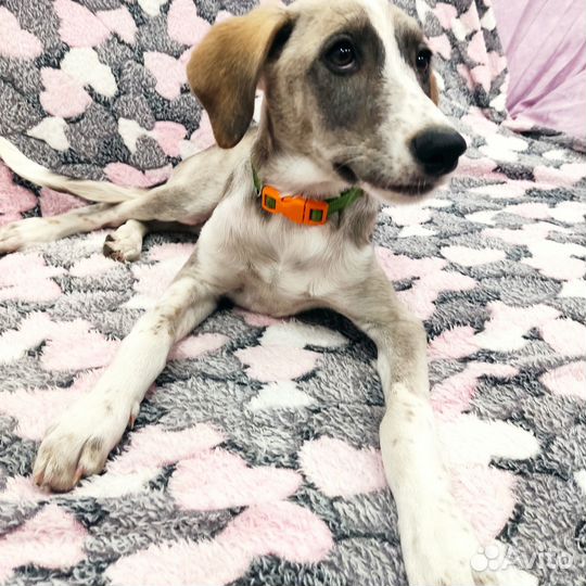 Щенок 4 мес, от миниатюрной собачки