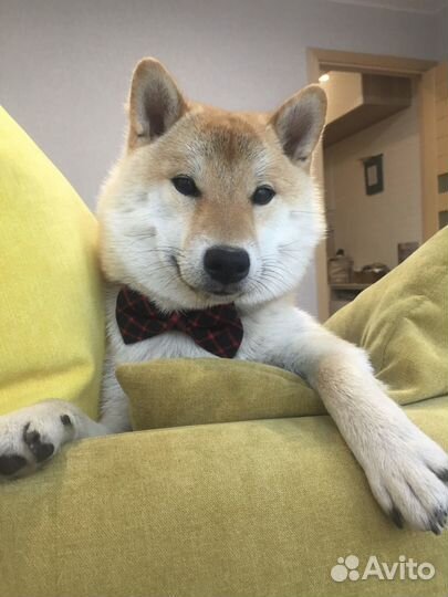 Вязка сиба ину кобель