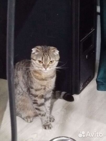 Отдадим кошку в хорошие руки