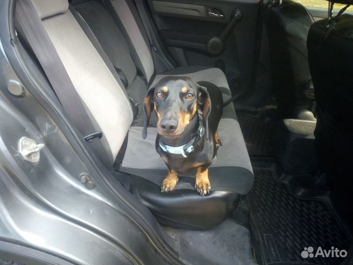 Зоотакси - перевозка животных