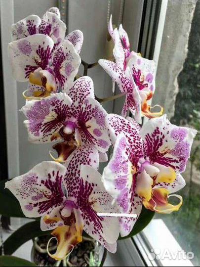 Орхидея Джентельмен (бабочка)