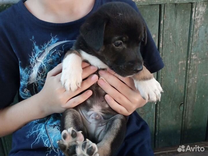 Щеночки в добрые руки