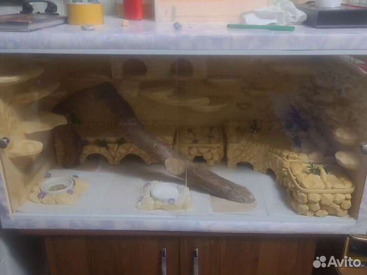 Передержка эублефара