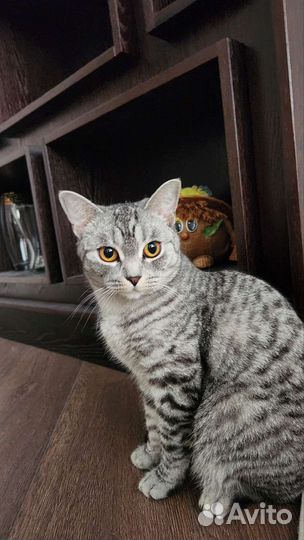 Британская кошка в дар