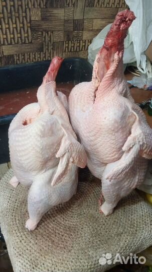 Мясо домашней индейки