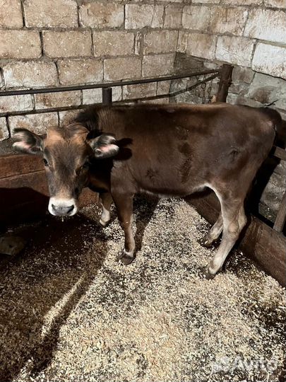 Корова дойная с теленком