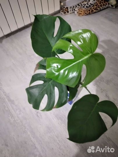 Монстера,монстера адонсона