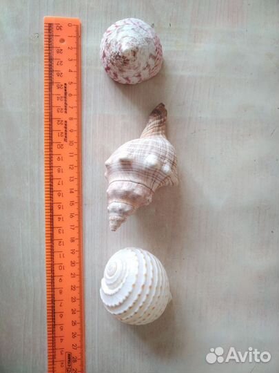 Ракушка большая морская