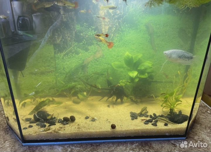Аквариум