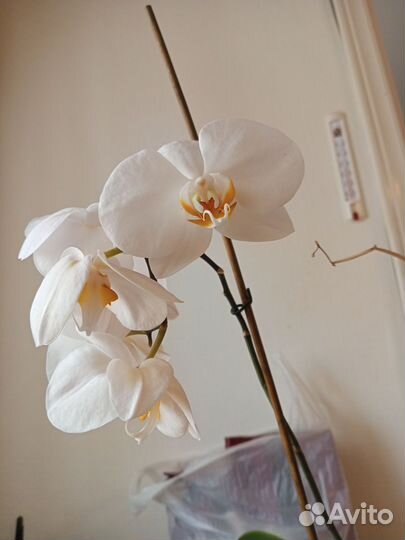 Орхидея фаленопсис