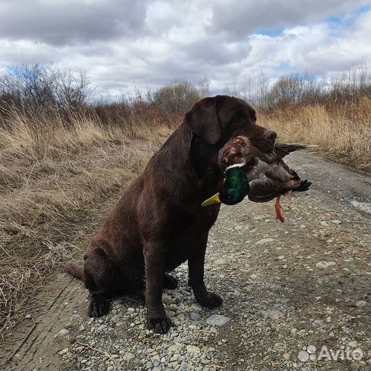 Лабрадор для вязки