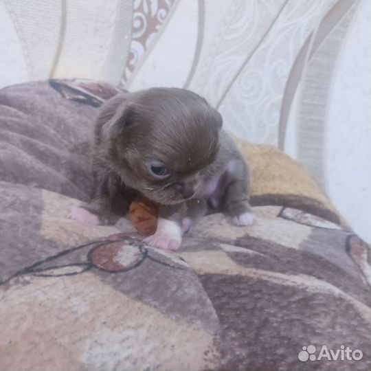 Щенки чихуахуа