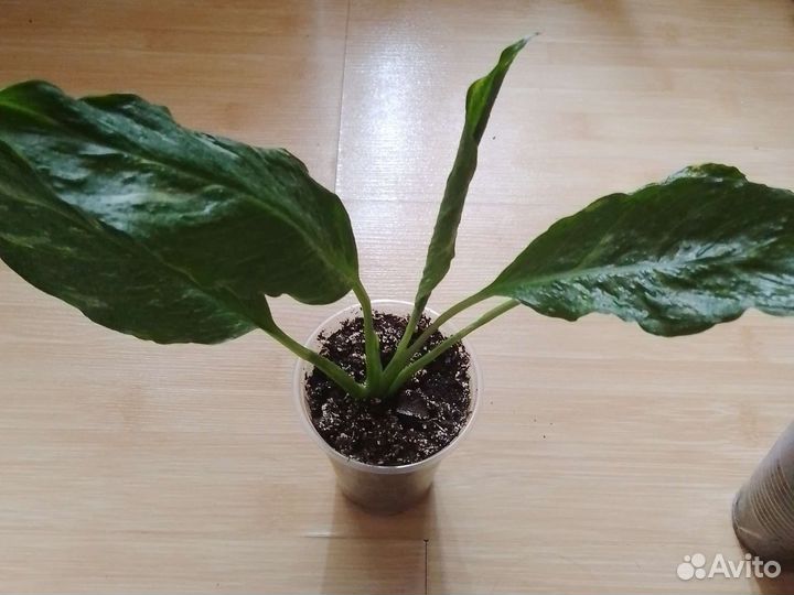 Спатифиллум Джими