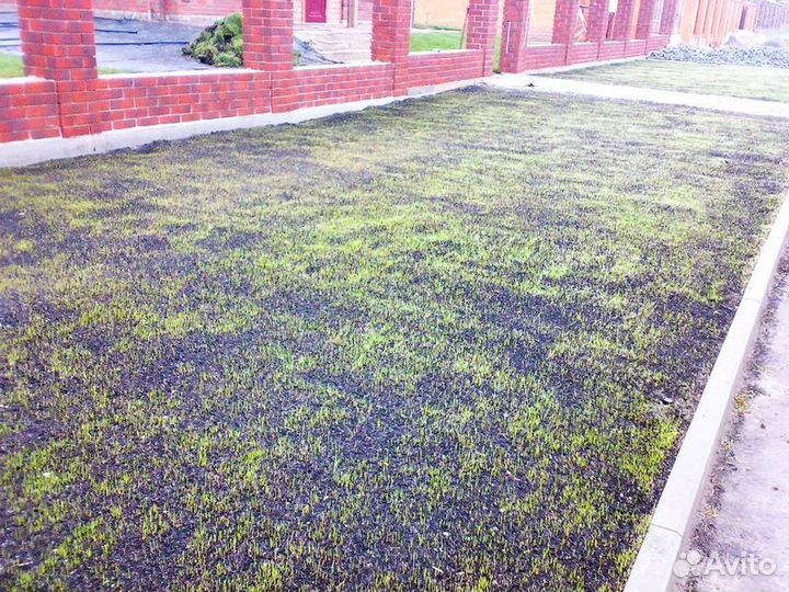 Посевной газон. Озеленение участка