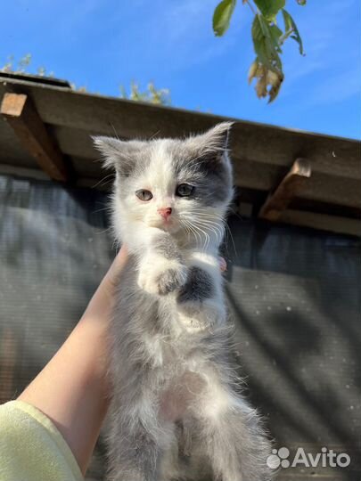 Отдам котят в добрые руки