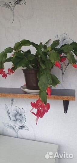 Комнатные растения