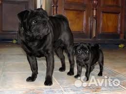 Щенки мопса черная девочка и беж мальчик