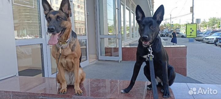 Передержка собак,дрессировка собак,кинолог, выгул