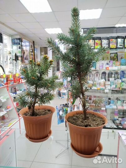 Живая Новогодняя Голубая ель