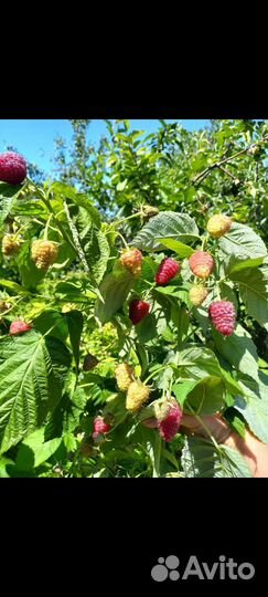 Малиновое варенье