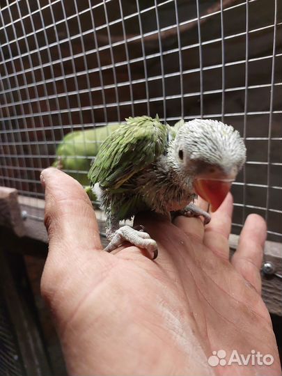 Ожереловый попугай птенцы