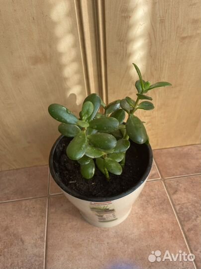 Денежное дерево