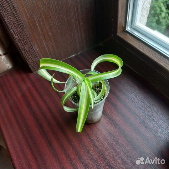 Хлорофитум кудрявый