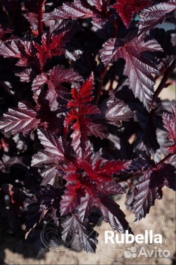 Пузыреплодник Амбер Джубиле, Рубелла и др