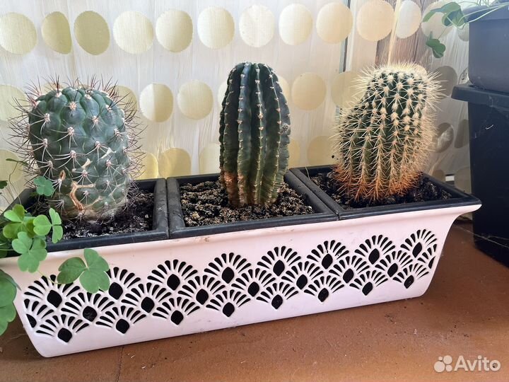 Кактусы в кашпо