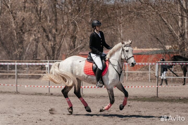 Обучение верховой езде