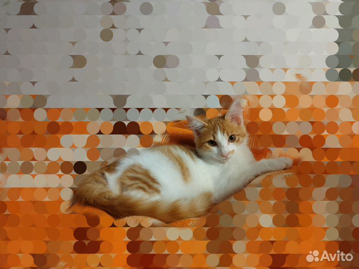 Котёнок Сёма :)