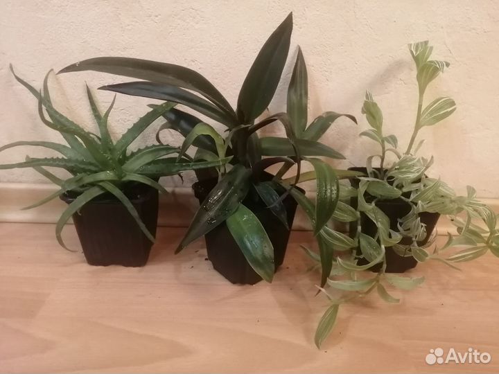 Алое, рео, традесканция