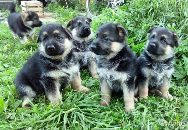Щенки немецкой овчарки