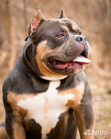 Кобель, булли, вязка