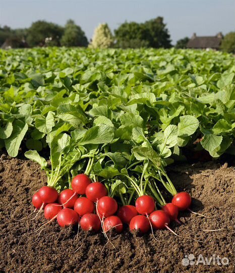 Семена Редиса 