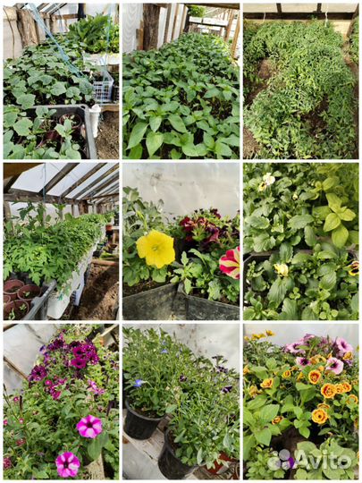 Продажа рассады