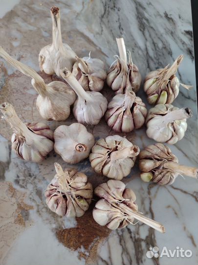 Озимый чеснок