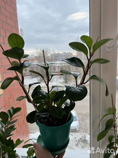 Пеперомия туполистная (Peperomia Obtusifolia)