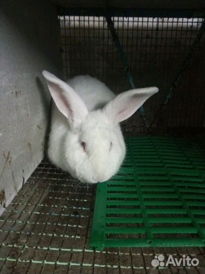 Чистая порода