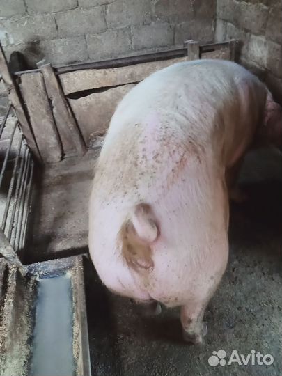 Кастрированный хряк