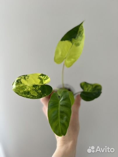 Филодендрон бурле маркс вариегатный