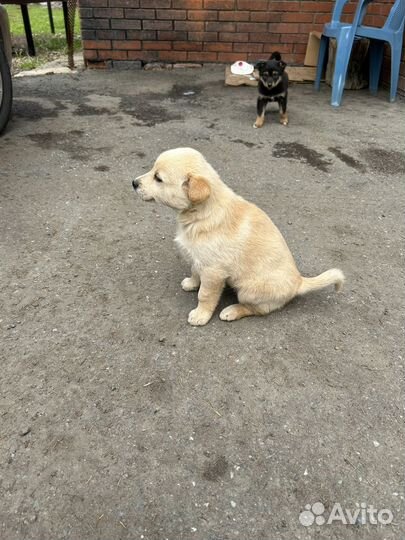 Щенок в добрые руки