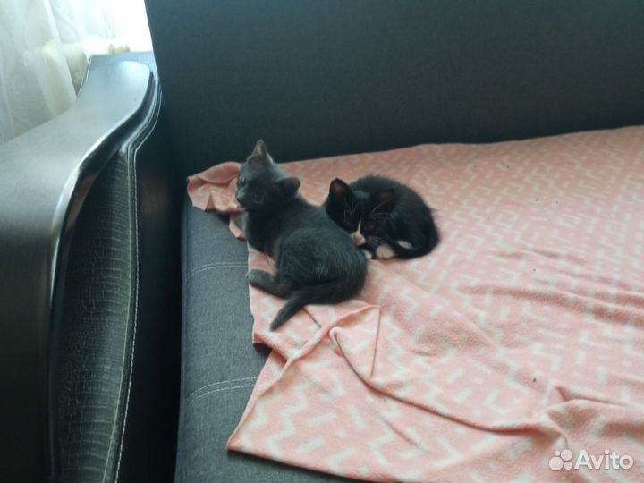 Котята крысоловы