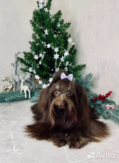 Щенки йорка