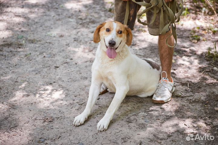 Крутой пес Филипп ищет дом