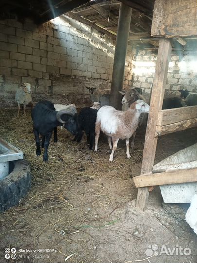 Ягнята на мясо и на шашлык