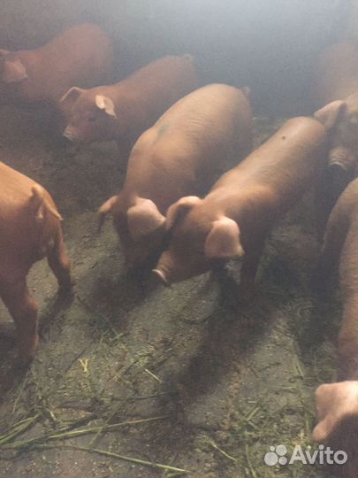 Поросенок Дюрок