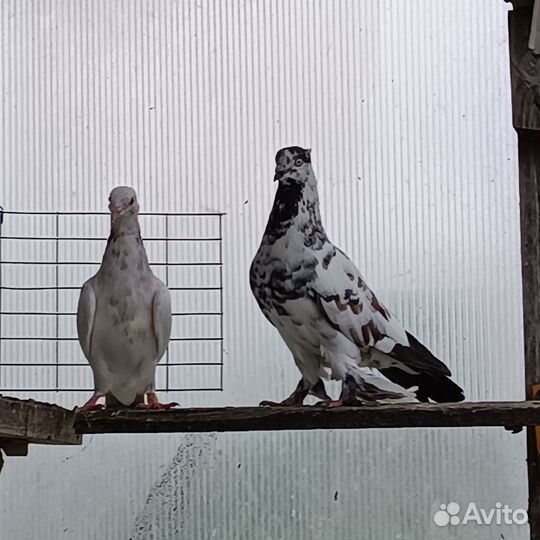 Бойные голуби, андижанский и бакинские